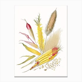 Corn Silk Spices And Herbs Pencil Illustration 1 Canvas Print