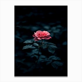 Dark Rose 20 Canvas Print