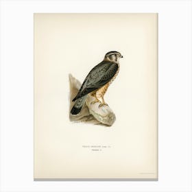 Merlin Male (Falco Aesalon), The Von Wright Brothers Canvas Print