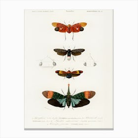 Collection Of Moths, Charles Dessalines D'Orbigny Canvas Print