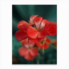 Red Geranium Canvas Print