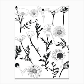 Daisies in Black And White Canvas Print