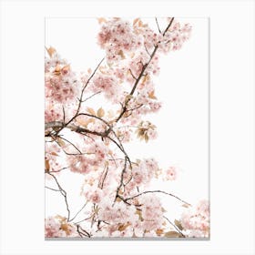 Spring Blossom I Canvas Print