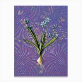 Vintage Scilla Amoena Botanical Illustration on Veri Peri n.0441 Canvas Print