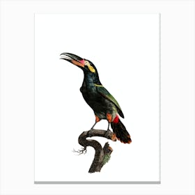 Vintage Black Necked Aracari Bird Illustration on Pure White 2 Canvas Print