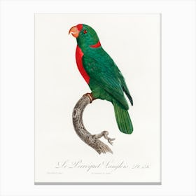 The Red Fronted Parrot From Natural History Of Parrots, Francois Levaillant Canvas Print