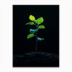 Young Tree In The Dark Canvas Print