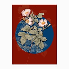 Vintage Botanical Short Styled Field Rose on Circle Blue on Red n.0267 Canvas Print