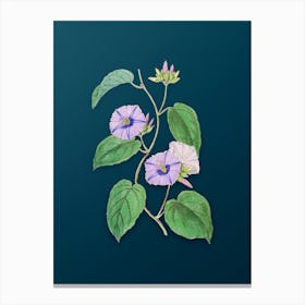 Vintage Hoary Jacquemontia Flower Botanical Art on Teal Blue n.0640 Canvas Print