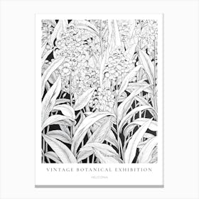 Heliconia B&W Vintage Botanical Poster Canvas Print
