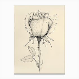 English Rose Dew Line Drawing 2 Canvas Print