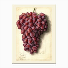 Grapes 1 Canvas Print