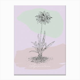 Agapanthus 001 Canvas Print