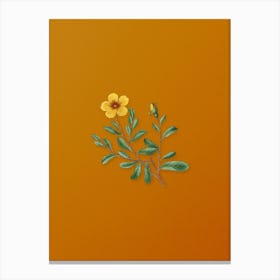 Vintage Sweetbriar Rose Botanical on Sunset Orange n.0068 Canvas Print