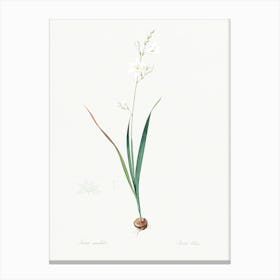 Corn Lily Illustration From Les Liliacées (1805), Pierre Joseph Redoute 1 Canvas Print