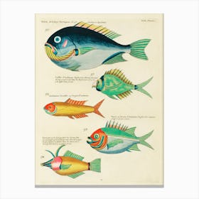 Colourful And Surreal Illustrations of fishes found in Moluccas (Indonesia) and the East Indies, Louis Renard(10).jpg Canvas Print