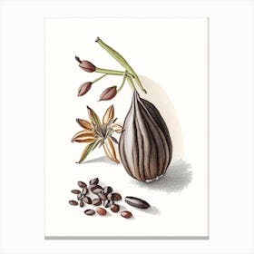 Black Cardamom Spices And Herbs Pencil Illustration 2 Canvas Print
