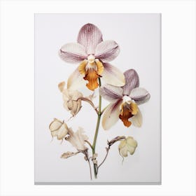 Pressed Flower Botanical Art Orchid Canvas Print