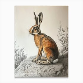 Beveren Rabbit Drawing 1 Canvas Print