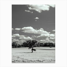 Lone Tree In A Field Canvas Print