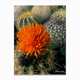 Cactus Flower - Photography Canvas Print