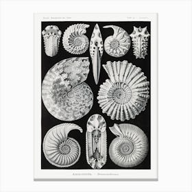 Ammonitida–Ammonshörner, Ernst Haeckel Canvas Print