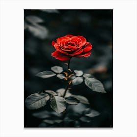 Rose In The Dark 18 Canvas Print