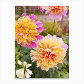 Orange Dahlias Canvas Print