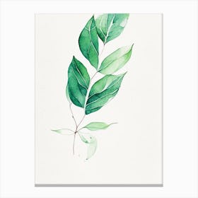Wintergreen Leaf Minimalist Watercolour 5 Canvas Print