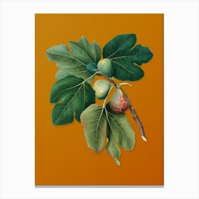 Vintage Common Fig Botanical on Sunset Orange n.0591 Canvas Print