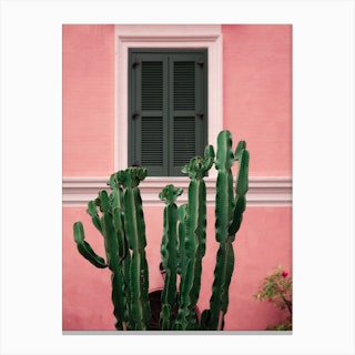 Cactus In Pink Canvas Print