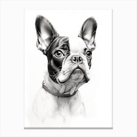 Boston Terrier Dog, Line Drawing 3 Canvas Print