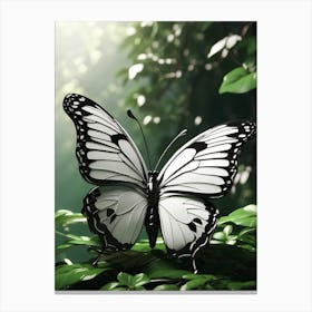 White Beautiful butterfly Canvas Print