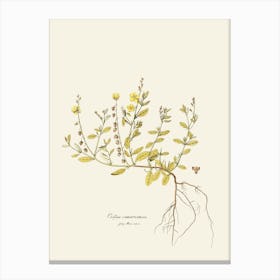 Eucalyptus 7 Canvas Print