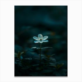 Flower In The Dark 78 Canvas Print