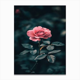 Pink Rose 79 Canvas Print