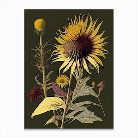 Elecampane Spices And Herbs Retro Drawing 2 Canvas Print