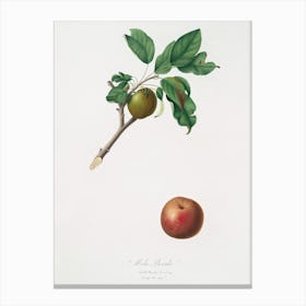 Apple (Malus Ruginea) From Pomona Italiana (1817 - 1839), Giorgio Gallesio Canvas Print