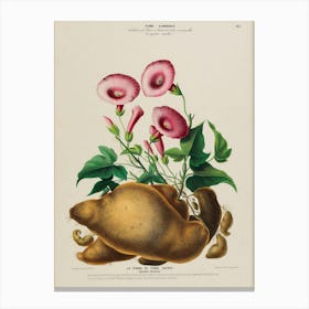 Potato Flowers Canvas Print