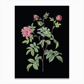 Vintage Cinnamon Rose Botanical Illustration on Solid Black n.0348 Canvas Print
