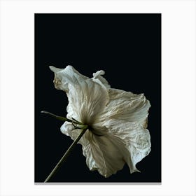 White Flower Canvas Print