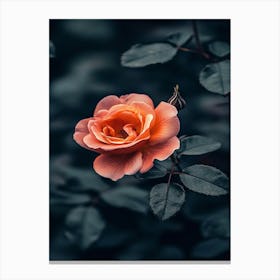 Dark Rose 103 Canvas Print