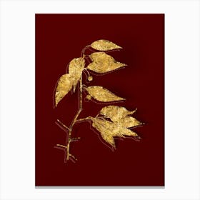 Vintage European Nettle Tree Botanical in Gold on Red n.0441 Canvas Print
