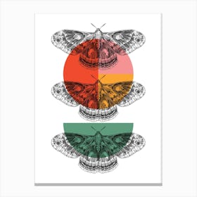 Colour Block Moths Canvas Print