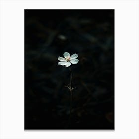 Single Flower In The Dark 34 Canvas Print