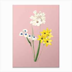 Vintage Corn Lily Botanical on Soft Pink n.0647 Canvas Print