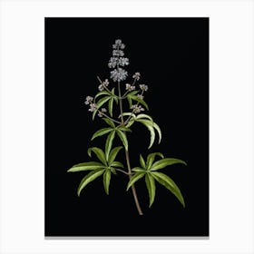 Vintage Chaste Tree Botanical Illustration on Solid Black Canvas Print