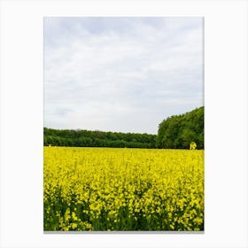 Field Of Yellow Rapeseed Canvas Print