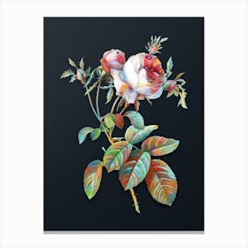 Vintage Pink Cabbage Rose de Mai Botanical Watercolor Illustration on Dark Teal Blue n.0852 Canvas Print