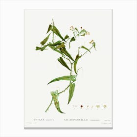 Smilax, Pierre Joseph Redoute Canvas Print